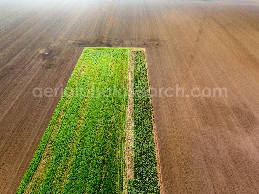 Mölbis from above - Plowed field with green strips in Moelbis in the state Saxony, Germany