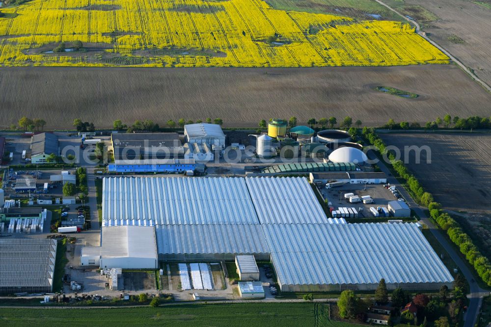 Aerial image Neu-Schwante - Rows of greenhouses for growing plants of SL Gartenbau GmbH on street Perwenitzer Chaussee in Neu-Schwante in the state Brandenburg, Germany