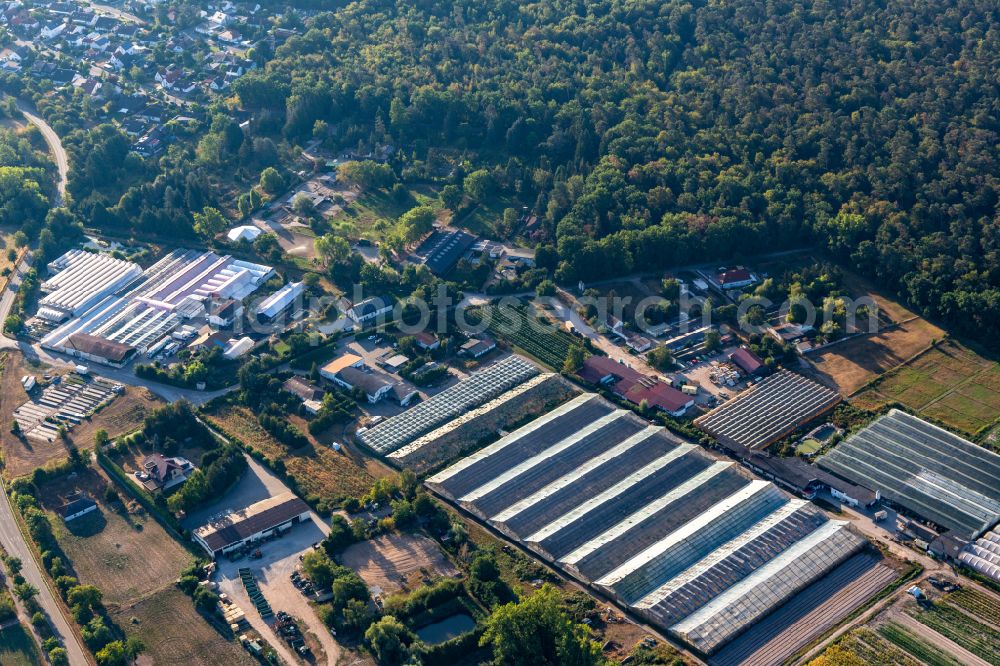 Aerial photograph Schifferstadt - Rows of greenhouses for growing plants von Reiner Schehlmann on street Im Hellwich in Schifferstadt in the state Rhineland-Palatinate, Germany