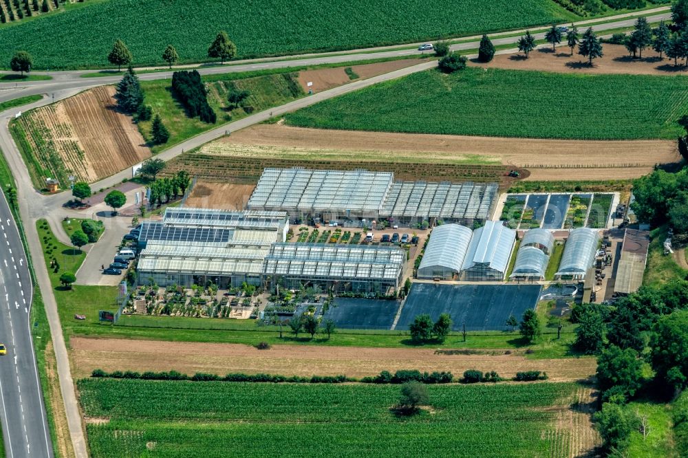 Aerial photograph Ettenheim - Glass roof surfaces in the greenhouse rows for Floriculture in Ettenheim in the state Baden-Wurttemberg, Germany