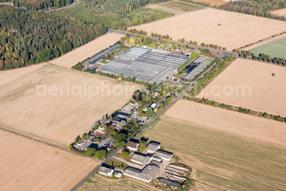 Seligenstadt from above - Glass roof surfaces in the greenhouse rows for Floriculture in Seligenstadt in the state Hesse, Germany