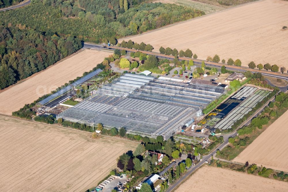 Seligenstadt from the bird's eye view: Glass roof surfaces in the greenhouse rows for Floriculture in Seligenstadt in the state Hesse, Germany
