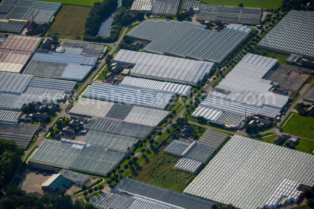 Weener from above - Glass roof surfaces in the greenhouse rows for Floriculture in the district Halte in Weener in the state Lower Saxony, Germany