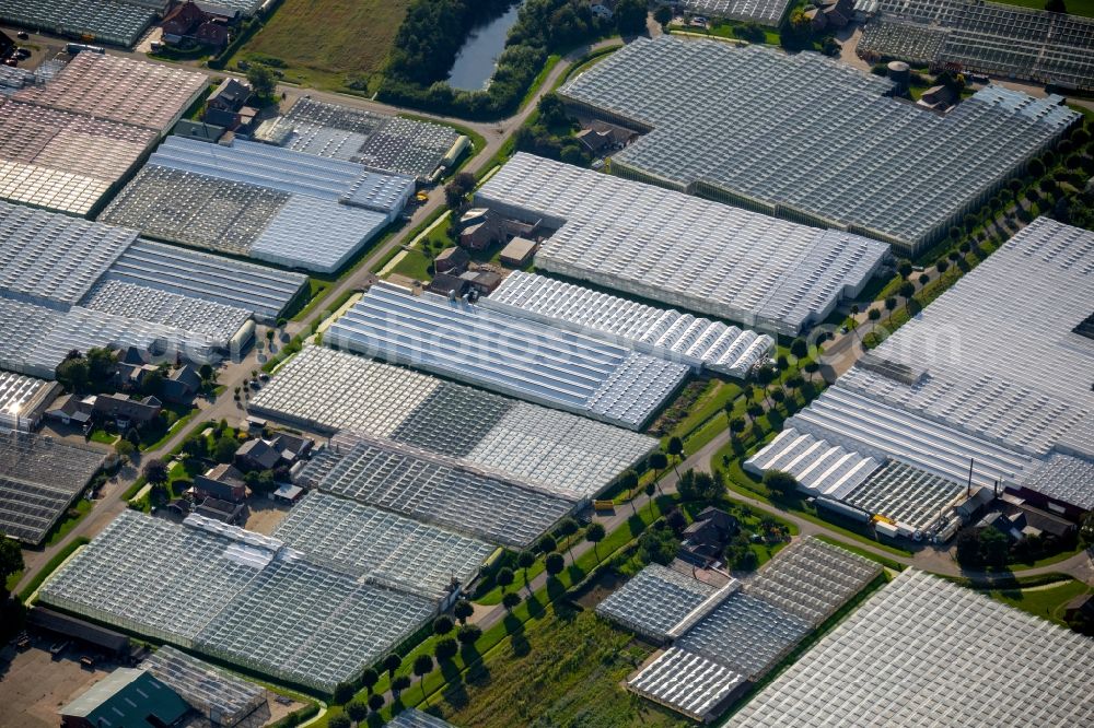 Weener from the bird's eye view: Glass roof surfaces in the greenhouse rows for Floriculture in the district Halte in Weener in the state Lower Saxony, Germany