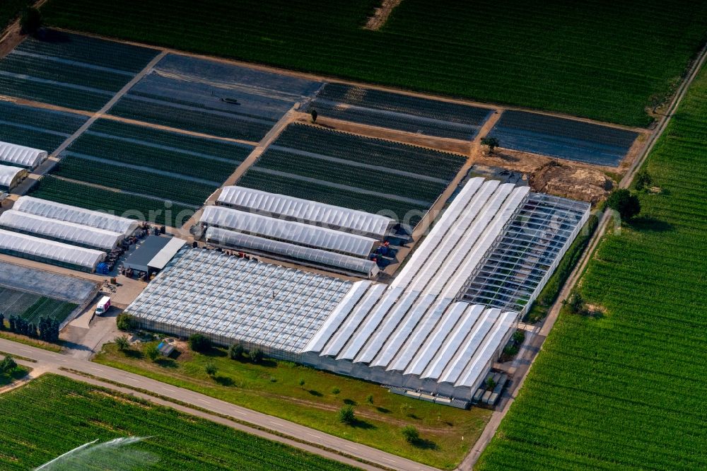 Aerial image Weisweil - Glass roof surfaces in the greenhouse rows for Floriculture in Weisweil in the state Baden-Wurttemberg, Germany