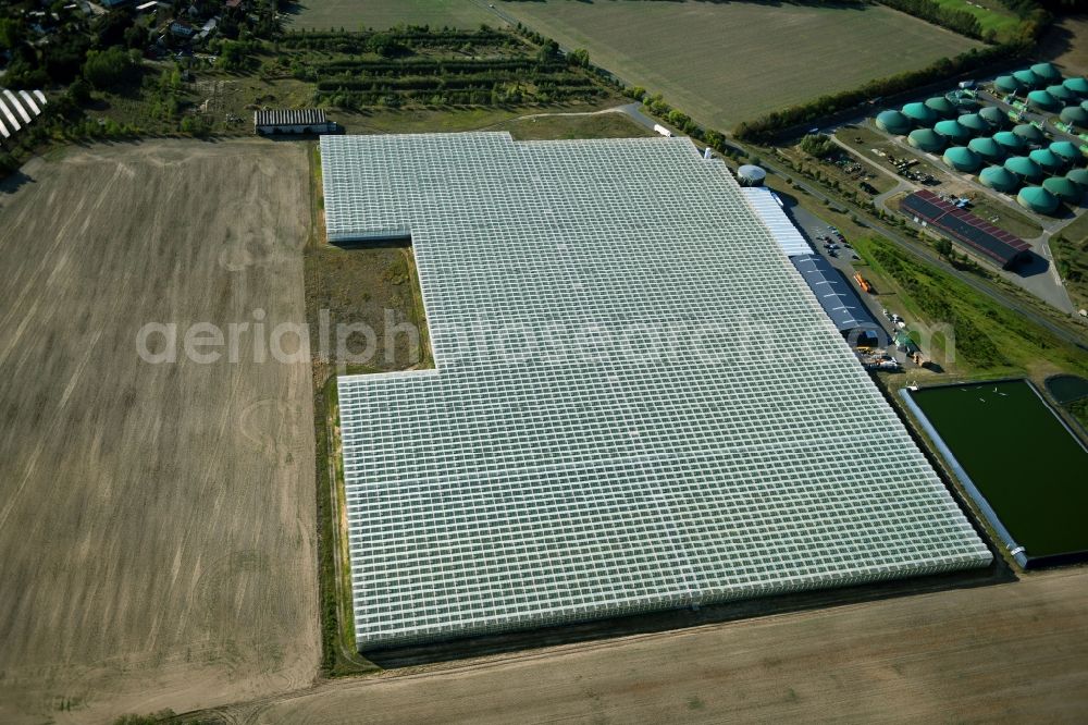 Felgentreu from the bird's eye view: Glass roof surfaces in the greenhouse for vegetable growing ranks in Felgentreu in the state Brandenburg, Germany