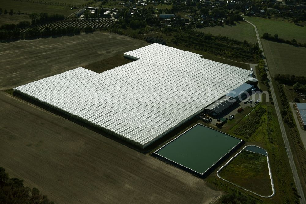 Felgentreu from the bird's eye view: Glass roof surfaces in the greenhouse for vegetable growing ranks in Felgentreu in the state Brandenburg, Germany