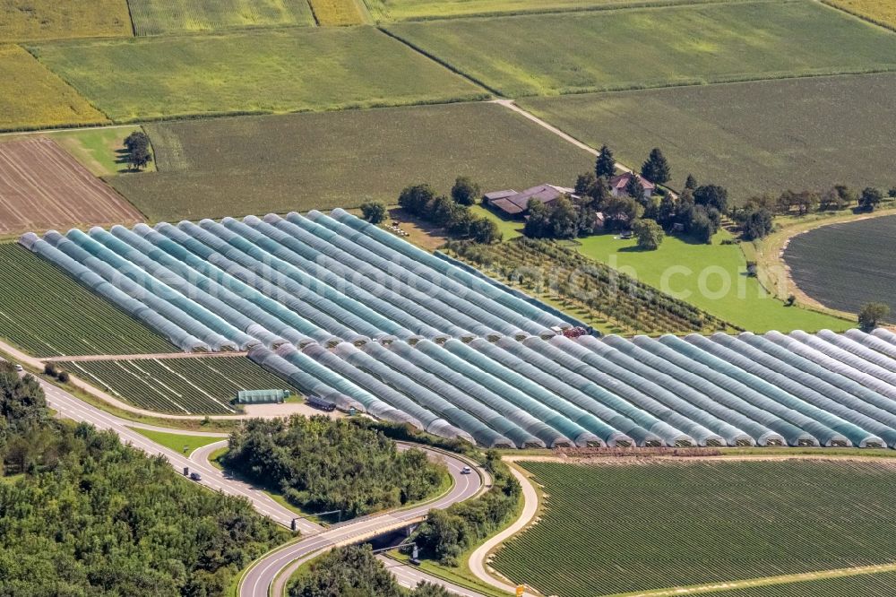 Rust from the bird's eye view: Glass roof surfaces in the greenhouse for vegetable growing ranks Folienhaeuser in Rust in the state Baden-Wuerttemberg, Germany