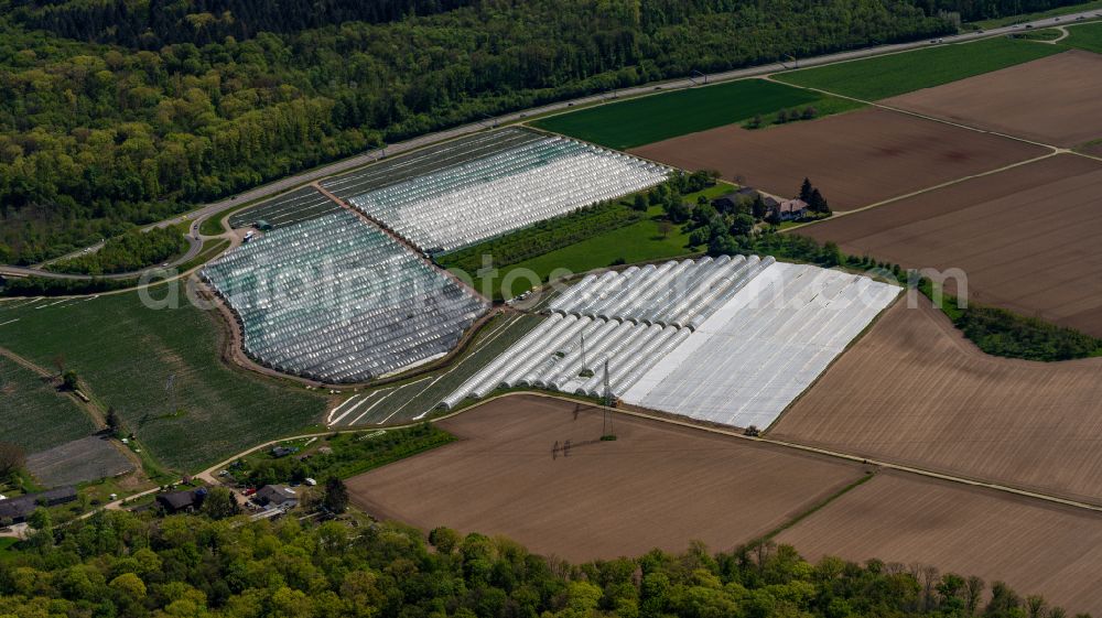 Rust from above - Glass roof surfaces in the greenhouse for vegetable growing ranks Folienhaeuser in Rust in the state Baden-Wuerttemberg, Germany
