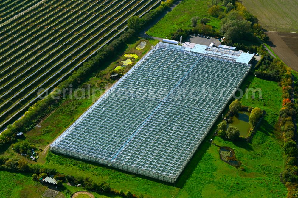 Aerial photograph Eiche - Glass roof surfaces in the greenhouse for vegetable growing ranks of Havelia GmbH in Eiche in the state Brandenburg, Germany