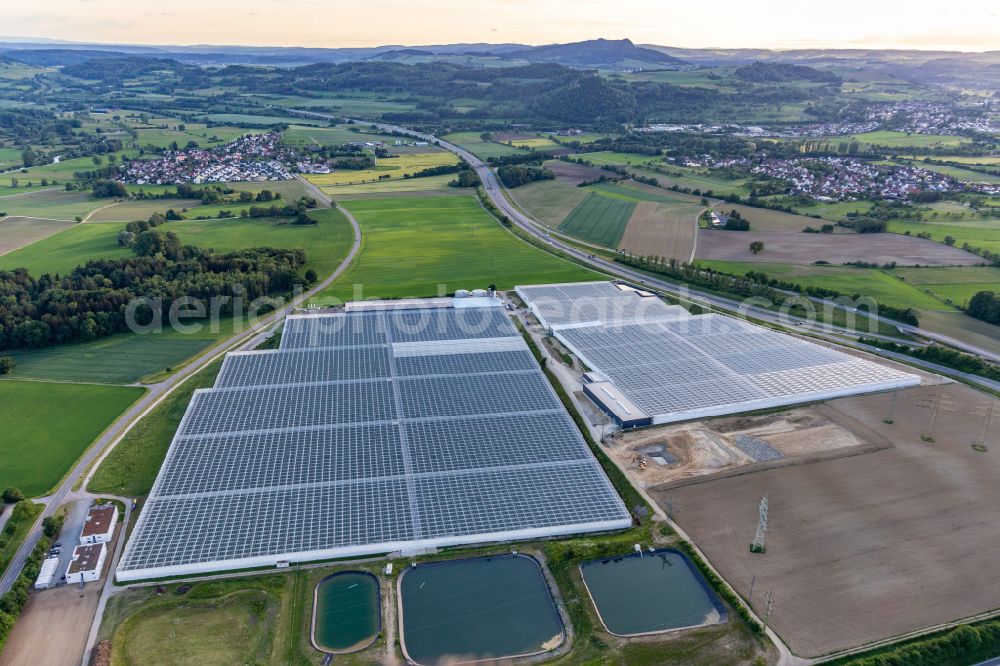 Singen (Hohentwiel) from above - Glass roof surfaces in the greenhouse for vegetable growing ranks of Reichenauer Gaertnersiedlung in Singen (Hohentwiel) in the state Baden-Wuerttemberg, Germany