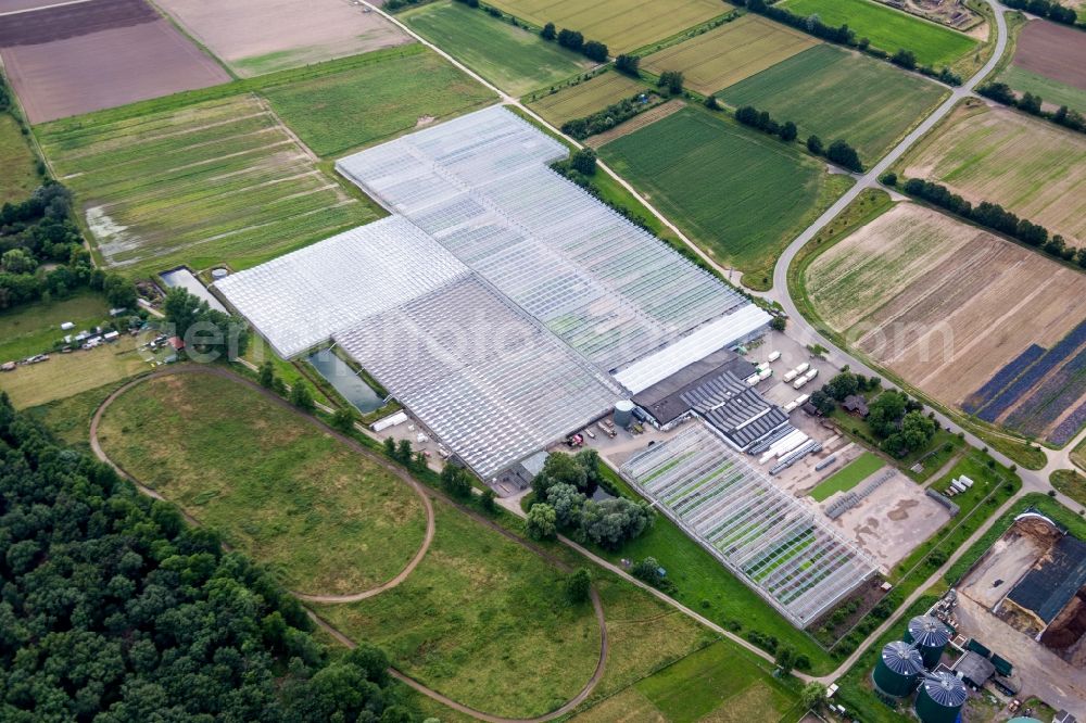 Aerial image Lustadt - Glass roof surfaces in the greenhouse for vegetable growing ranks of Rudolf Sinn Jungpflanzen GmbH & Co. KG in Lustadt in the state Rhineland-Palatinate, Germany