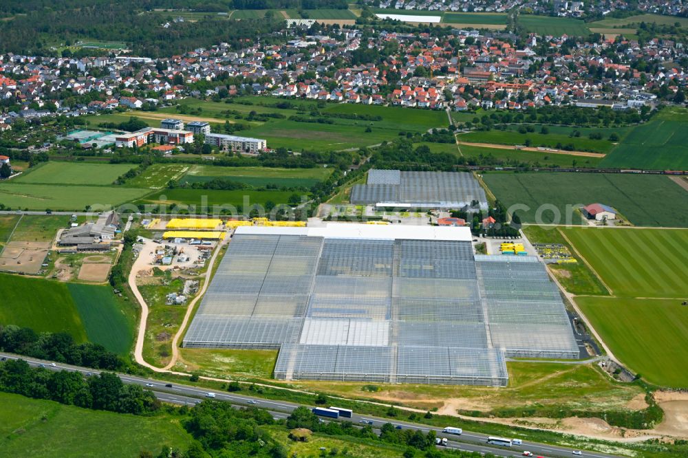Bickenbach from above - Glass roof surfaces in the greenhouse for vegetable growing ranks Truebenbach Gemuesejungpflanzen GmbH & Co. KG in Bickenbach in the state Hesse, Germany