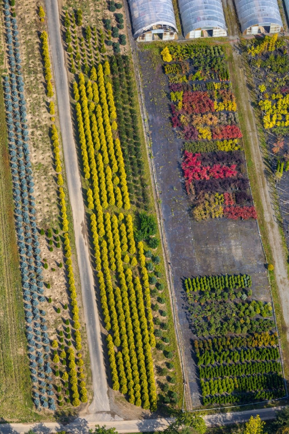 Aerial photograph Olsberg - Greenhouses, colourful flower beds in the nursery and tree nursery of the Arnold Gockel plant market in Olsberg in North Rhine-Westphalia, Germany