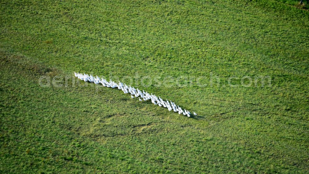 Hennef (Sieg) from above - Geese in single file in the state North Rhine-Westphalia, Germany