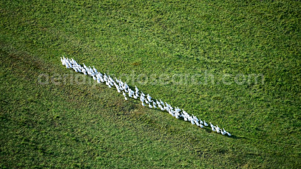 Hennef (Sieg) from the bird's eye view: Geese in single file in the state North Rhine-Westphalia, Germany