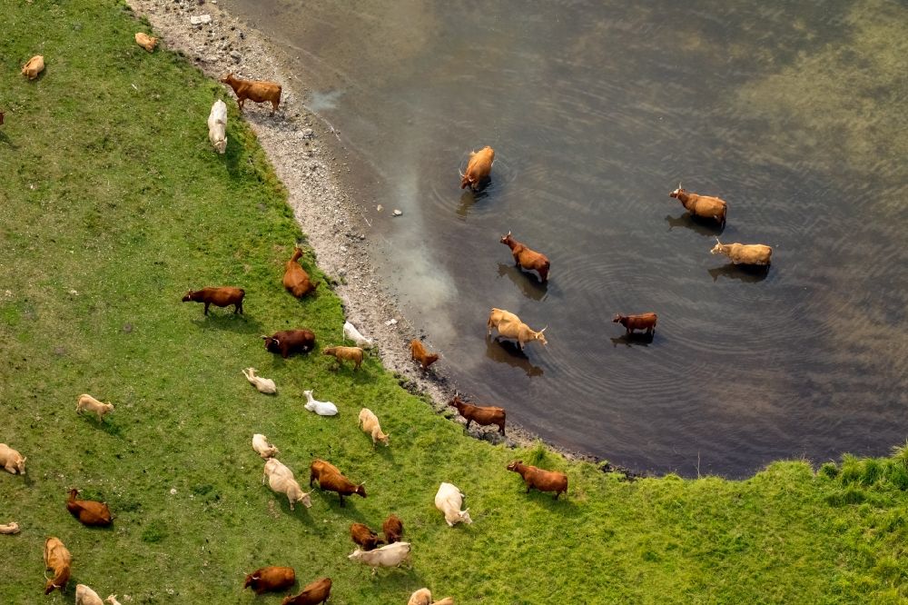 Aerial photograph Ludorf - Grass area-structures meadow pasture with cow - herd at the coast of lake Mueritz in Ludorf in the state Mecklenburg - Western Pomerania