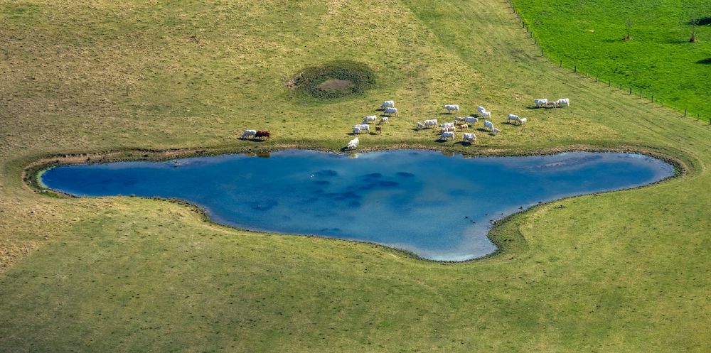 Aerial image Hamm - Grass area-structures meadow pasture araound a lake with cow - herd in Hamm at Ruhrgebiet in the state North Rhine-Westphalia, Germany