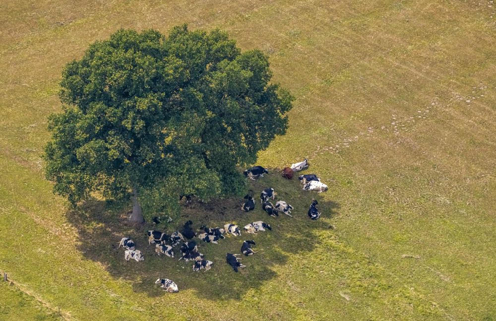 Hamminkeln from the bird's eye view: Grass surface structures of a meadow pasture with cow - herd in the tree shade in Hamminkeln in the state North Rhine-Westphalia, Germany