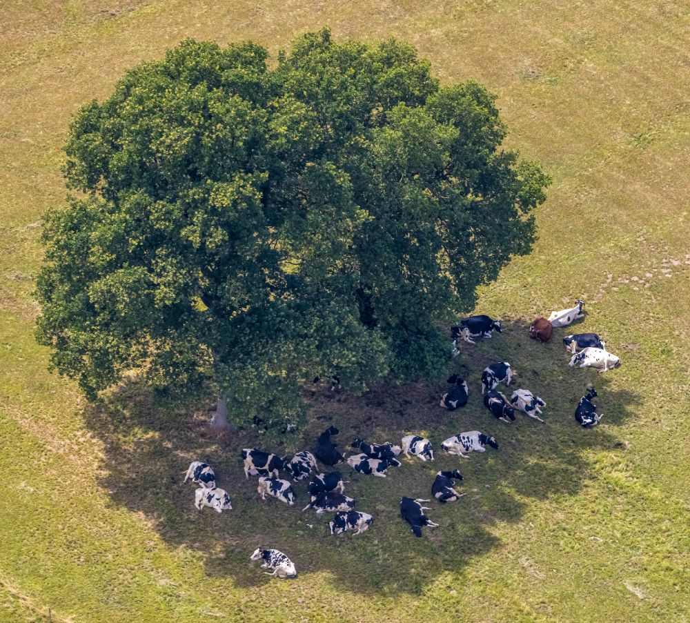 Aerial image Hamminkeln - Grass surface structures of a meadow pasture with cow - herd in the tree shade in Hamminkeln in the state North Rhine-Westphalia, Germany