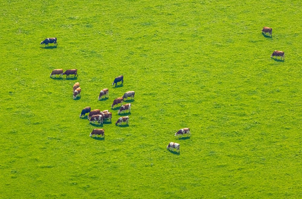 Bergkamen from the bird's eye view: Grass area-structures meadow pasture with cow - herd in Bergkamen in the state North Rhine-Westphalia, Germany