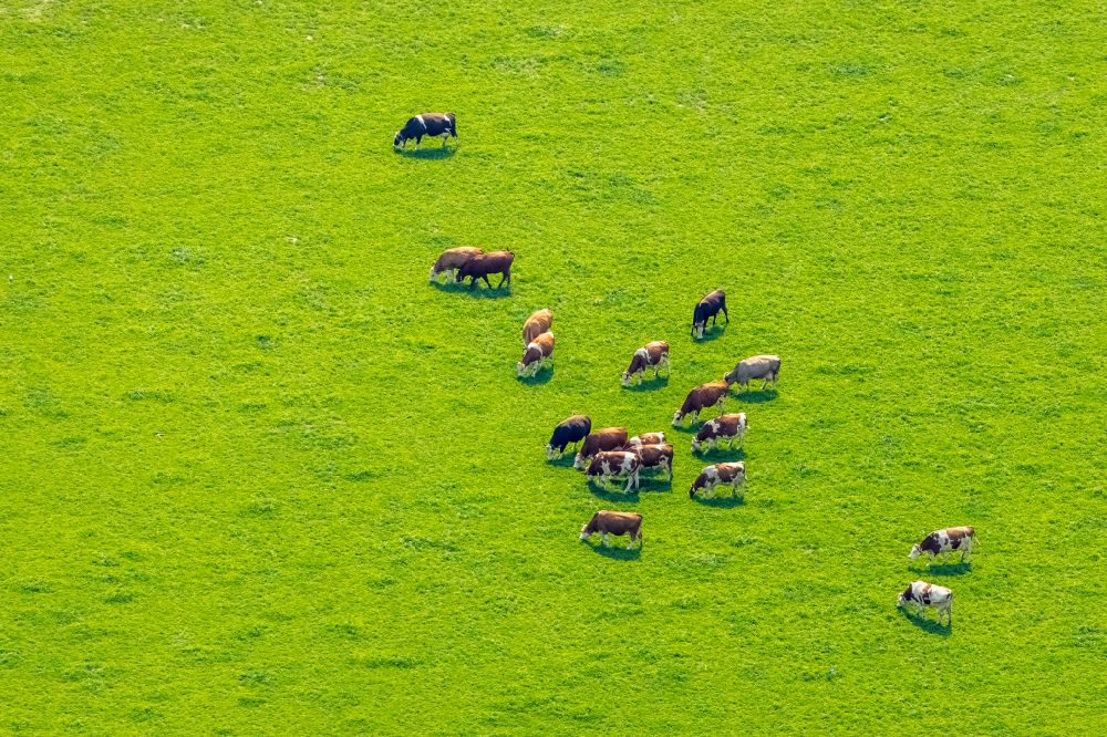 Aerial image Bergkamen - Grass area-structures meadow pasture with cow - herd in Bergkamen in the state North Rhine-Westphalia, Germany