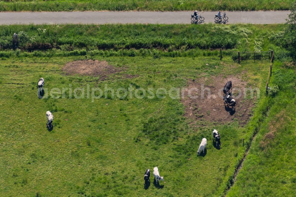 Bremen from the bird's eye view: Grass area-structures meadow pasture with cow - herd in the district Borgfeld in Bremen, Germany
