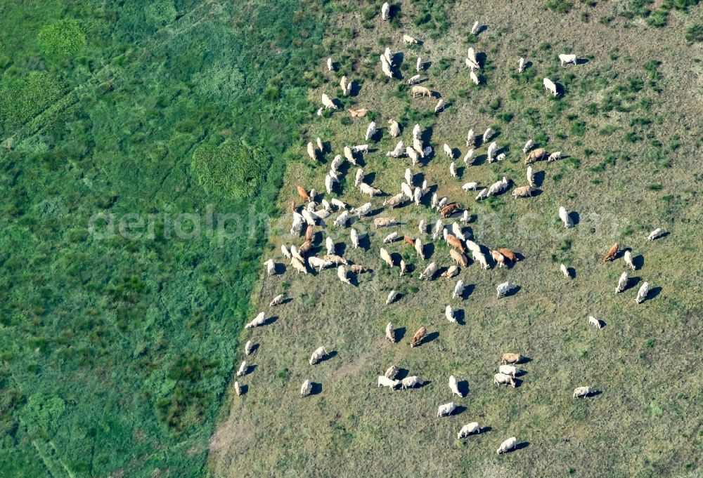 Aerial photograph Drebkau - Grass area-structures meadow pasture with cattle - herd in Drebkau in the state Brandenburg, Germany