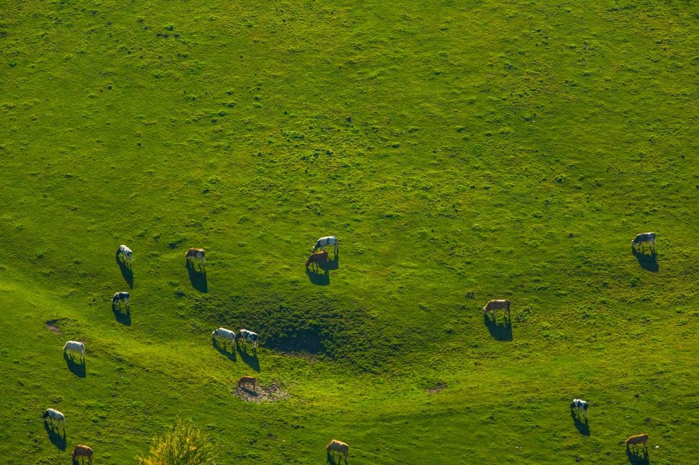 Aerial photograph Ense - Grass area-structures meadow pasture with cow - herd in Ense in the state North Rhine-Westphalia