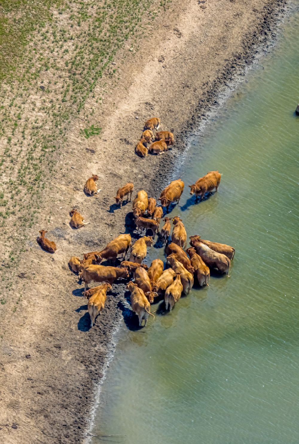 Aerial image Voerde (Niederrhein) - Grass area-structures meadow pasture with cow - herd on the banks of the Rhine river in Voerde (Niederrhein) at Ruhrgebiet in the state North Rhine-Westphalia, Germany
