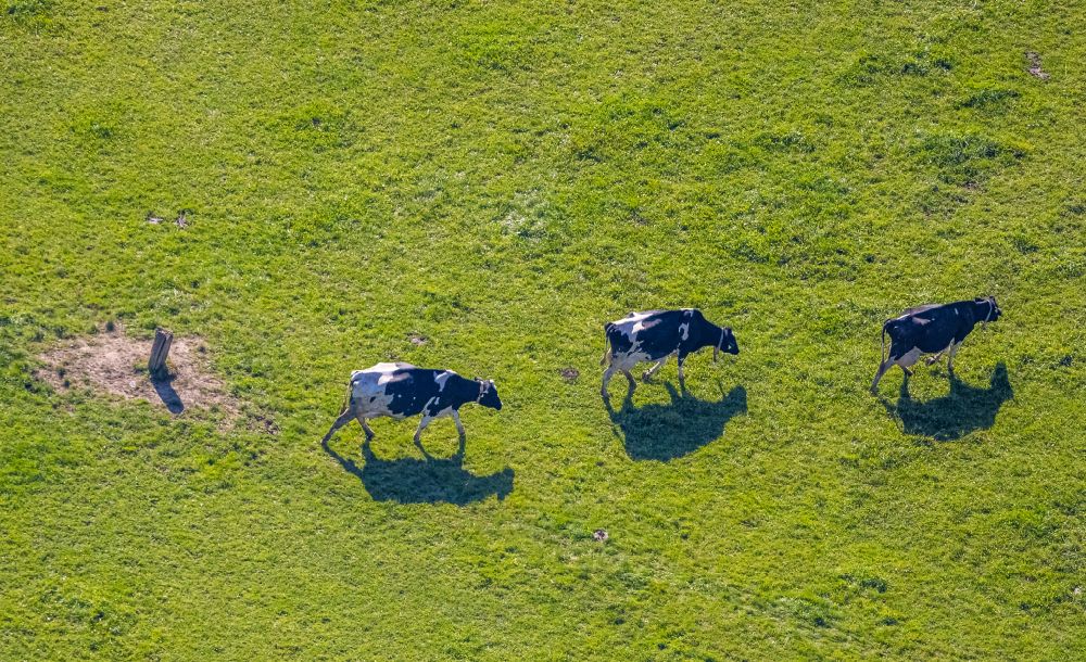 Aerial image Garbeck - Grass area-structures meadow pasture with cattle - herd in Garbeck in the state North Rhine-Westphalia, Germany