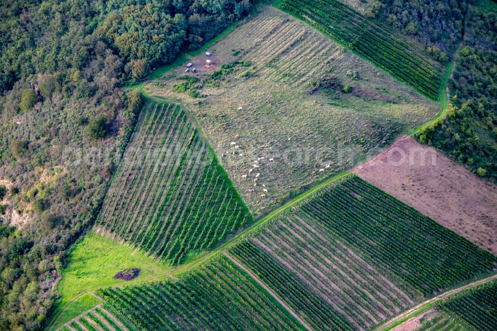 Aerial image Staudernheim - Grass area-structures meadow pasture with cow - herd of Glan between wine grapes on Booser Au in Staudernheim in the state Rhineland-Palatinate, Germany