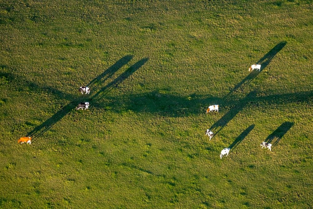Aerial image Grevenstein - Grass area-structures meadow pasture with cow - herd in Grevenstein in the state North Rhine-Westphalia, Germany