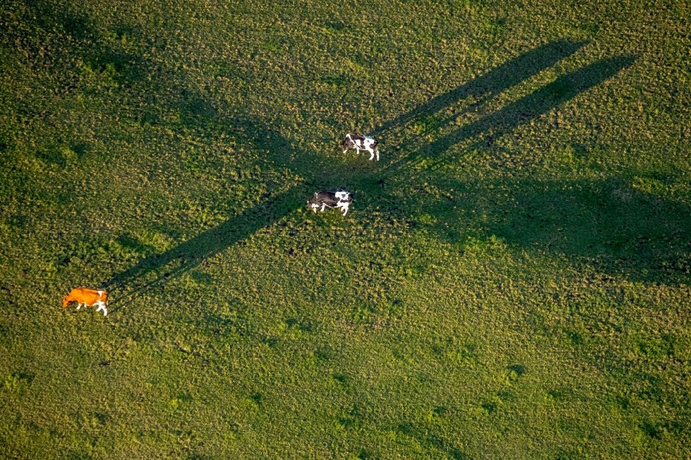 Aerial photograph Grevenstein - Grass area-structures meadow pasture with cow - herd in Grevenstein in the state North Rhine-Westphalia, Germany