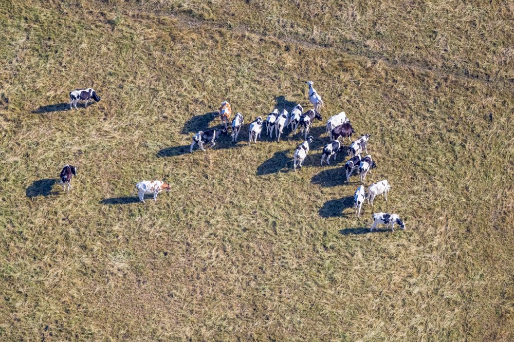 Aerial image Hamm - Grass area-structures meadow pasture with cow - herd in the district Heessen in Hamm at Ruhrgebiet in the state North Rhine-Westphalia, Germany