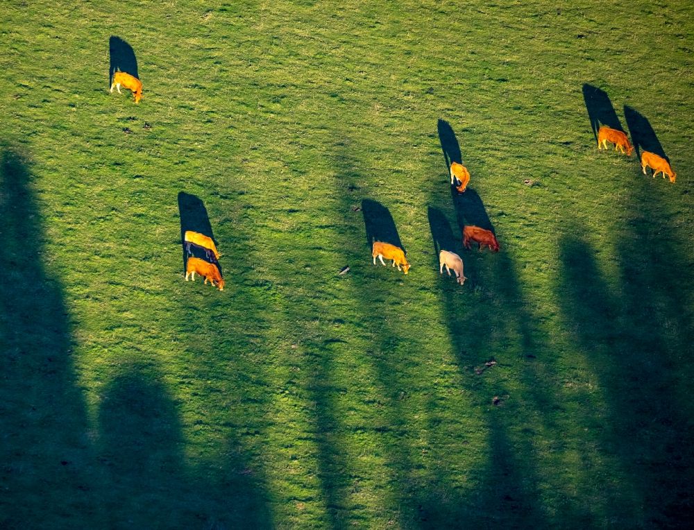 Aerial photograph Herdringen - Grass area-structures meadow pasture with cow - herd in Herdringen in the state North Rhine-Westphalia, Germany