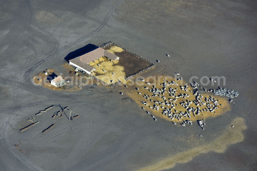 Aerial photograph Karcag - Grass area-structures meadow pasture with cattle - herd in Karcag in Jasz-Nagykun-Szolnok, Hungary
