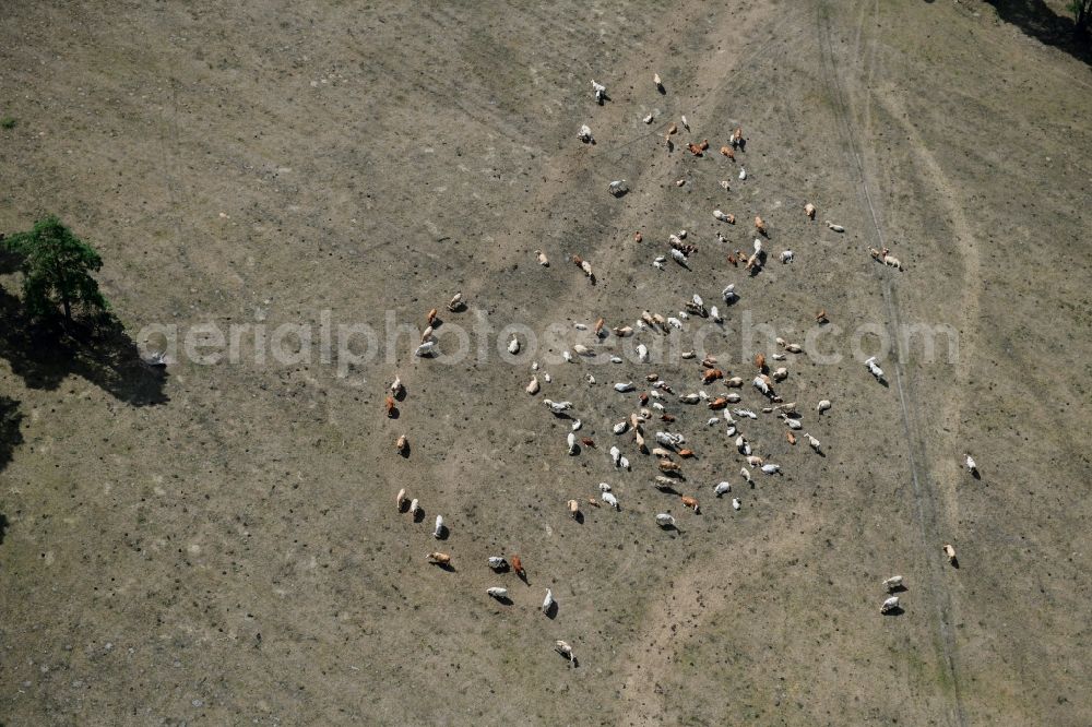 Aerial image Kletzke - Grass area-structures meadow pasture with cow - herd in Kletzke in the state Brandenburg, Germany