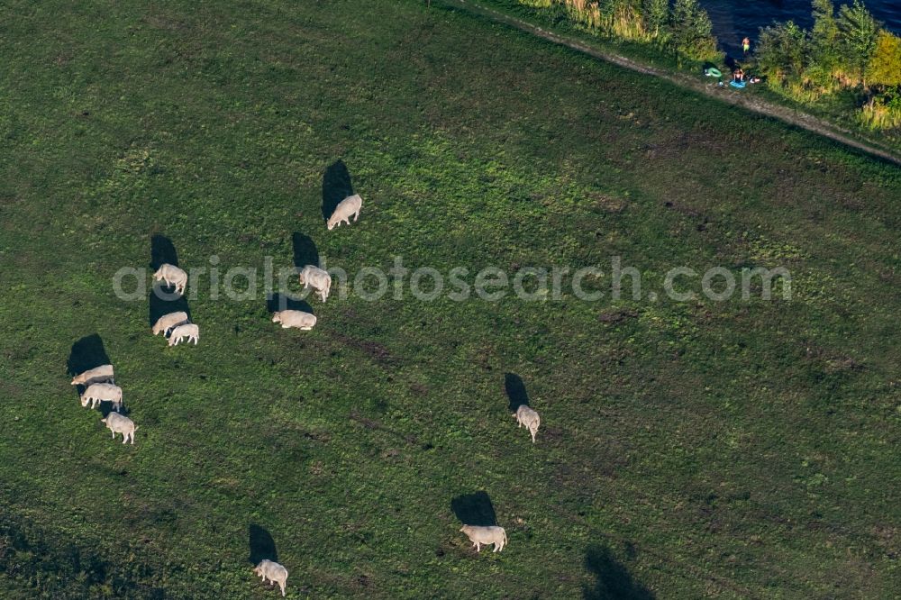 Leipzig from the bird's eye view: Grass area-structures meadow pasture with cow - herd in the district Knauthain in Leipzig in the state Saxony, Germany