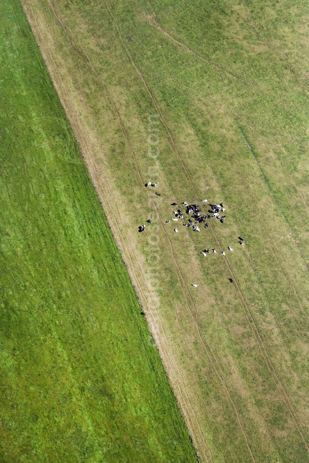 Lenzerwische from the bird's eye view: Grass area-structures meadow pasture with cattle - herd in Lenzerwische in the state Brandenburg, Germany