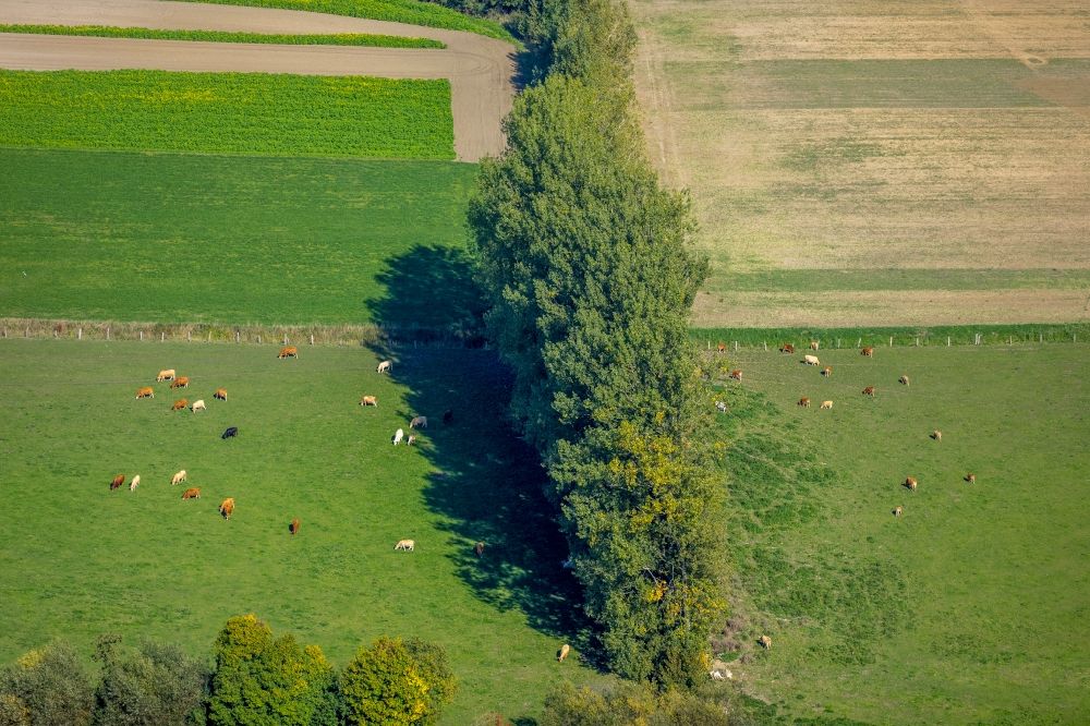Aerial image Lippetal - Grass area-structures meadow pasture with cow - herd in Lippetal in the state North Rhine-Westphalia, Germany