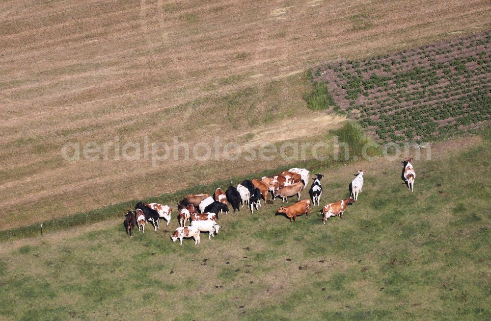 Riechheim from above - Grass area-structures meadow pasture with cattle - herd in Riechheim in the state Thuringia, Germany