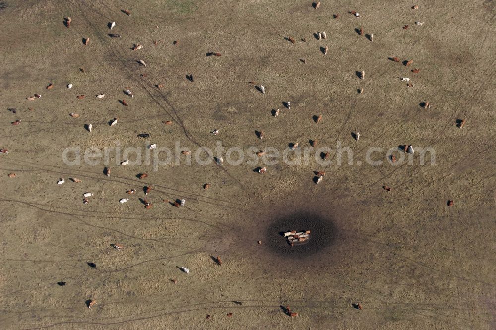 Aerial photograph Stölln - Grass area-structures meadow pasture with cow - herd in Stoelln in the state Brandenburg, Germany