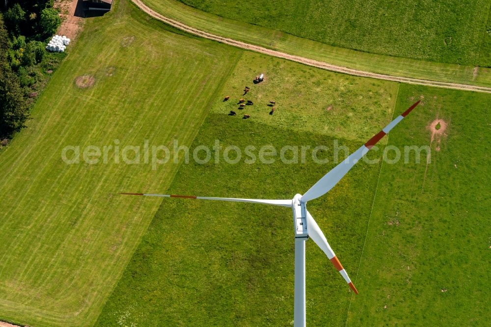 Königsfeld im Schwarzwald from above - Grass area-structures meadow pasture with cattle - herd in Koenigsfeld im Schwarzwald in the state Baden-Wuerttemberg, Germany