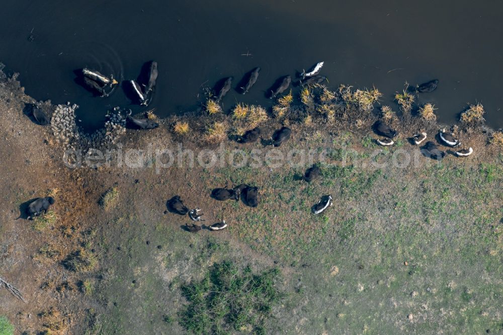 Aerial image Zwenkau - Grass area-structures meadow pasture with cattle - herd at Lake Zwenkau in Zwenkau in the state Saxony, Germany