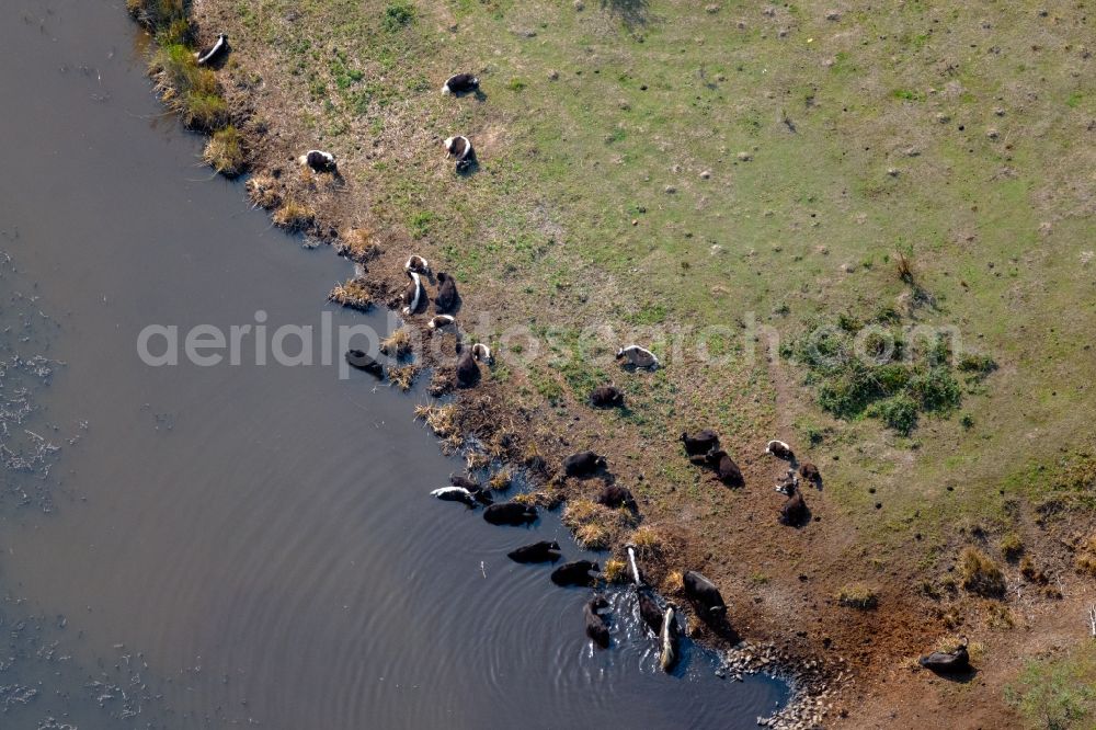 Aerial photograph Zwenkau - Grass area-structures meadow pasture with cattle - herd at Lake Zwenkau in Zwenkau in the state Saxony, Germany