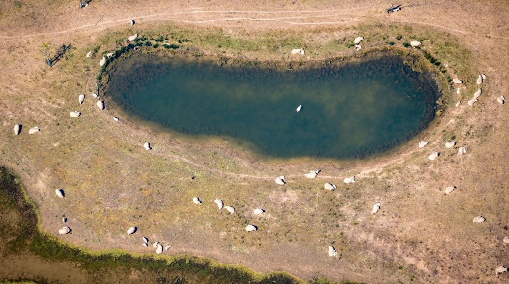 Aerial photograph Wesel - Grass area-structures meadow pasture with Sheep - herd with water hole on Bergen in the district Mehr in Wesel in the state North Rhine-Westphalia, Germany