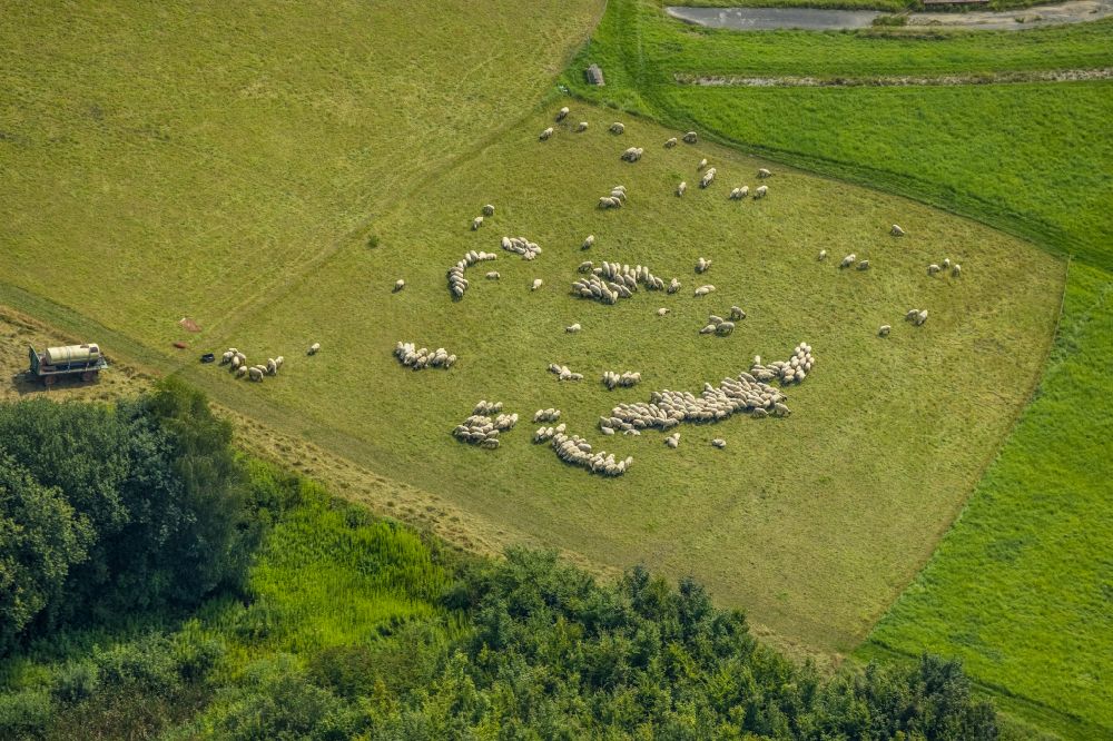 Aerial image Bergkamen - Grass area-structures meadow pasture with Sheep - herd in Bergkamen in the state North Rhine-Westphalia, Germany