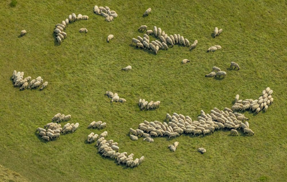 Aerial photograph Bergkamen - Grass area-structures meadow pasture with Sheep - herd in Bergkamen in the state North Rhine-Westphalia, Germany
