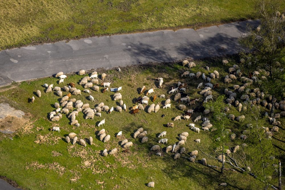 Aerial image Brüggen - Grassland structures of a meadow pasture with a flock of sheep in the Brachter Forest of the Heidemoore nature reserve in Brueggen in the state of North Rhine-Westphalia, Germany